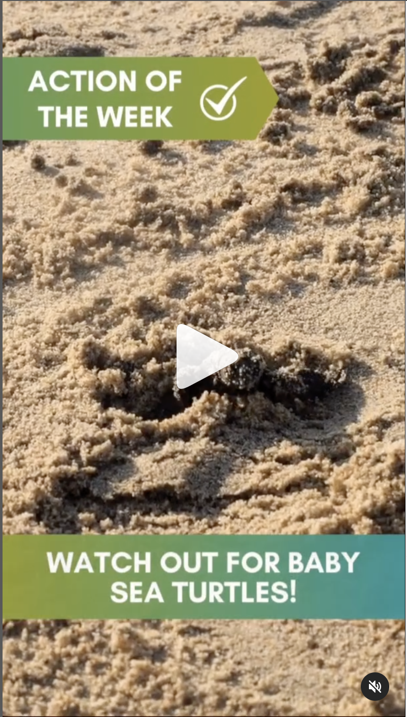 Screenshot of Instagram Reel called Action of the Week: Watch out for Baby Sea Turtles